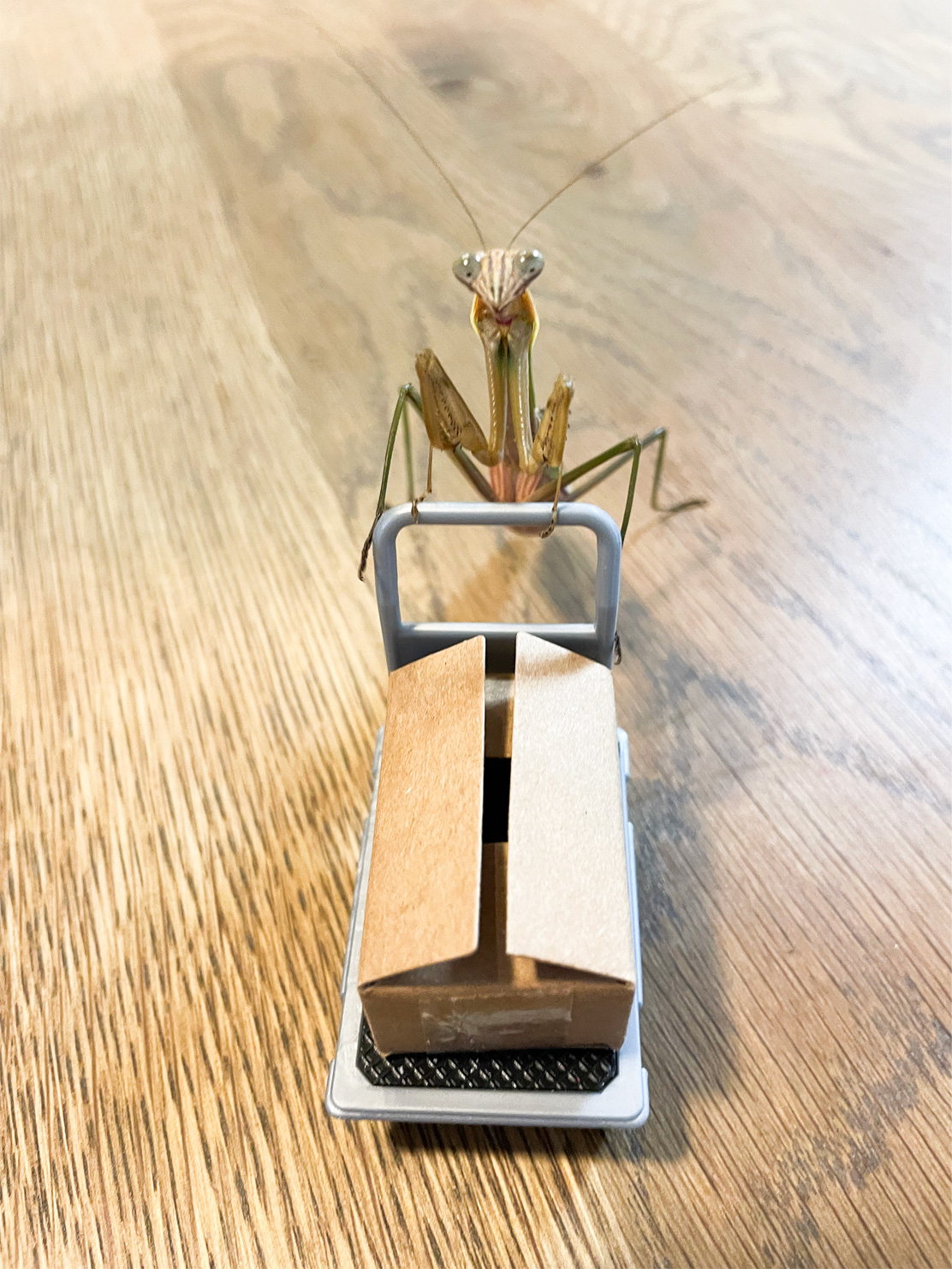 娘、「カマキリ博士」になるってよ | ねぎ畑.com